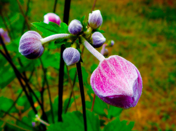KNOSPEN