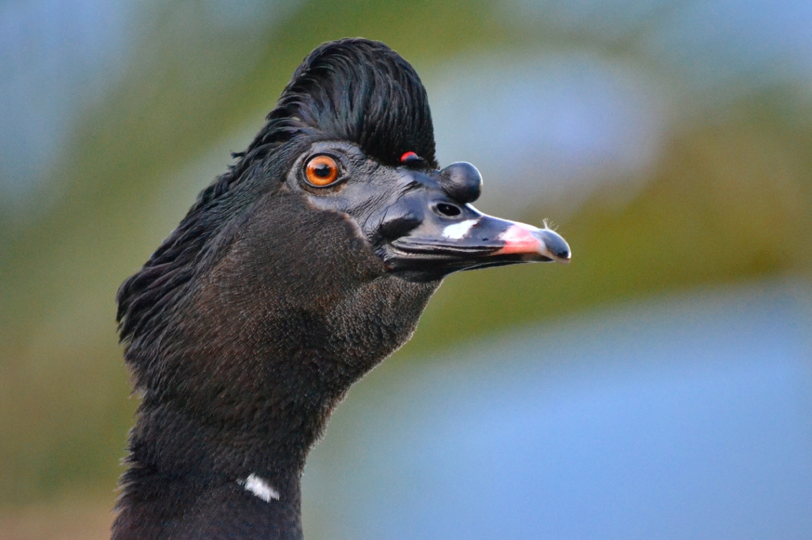 Pato Selvagem