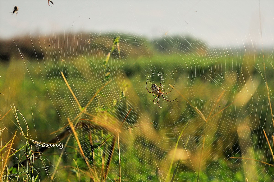 Great artist of nature