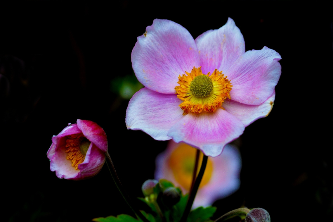 BLÜTEN