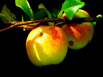 ÄPFEL