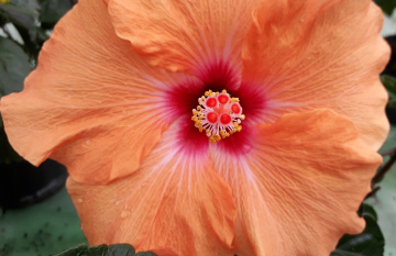 Hibiscus