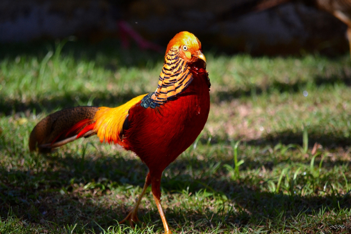 Golden Pheasant