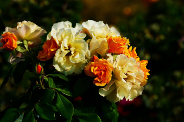 BLÜTEN