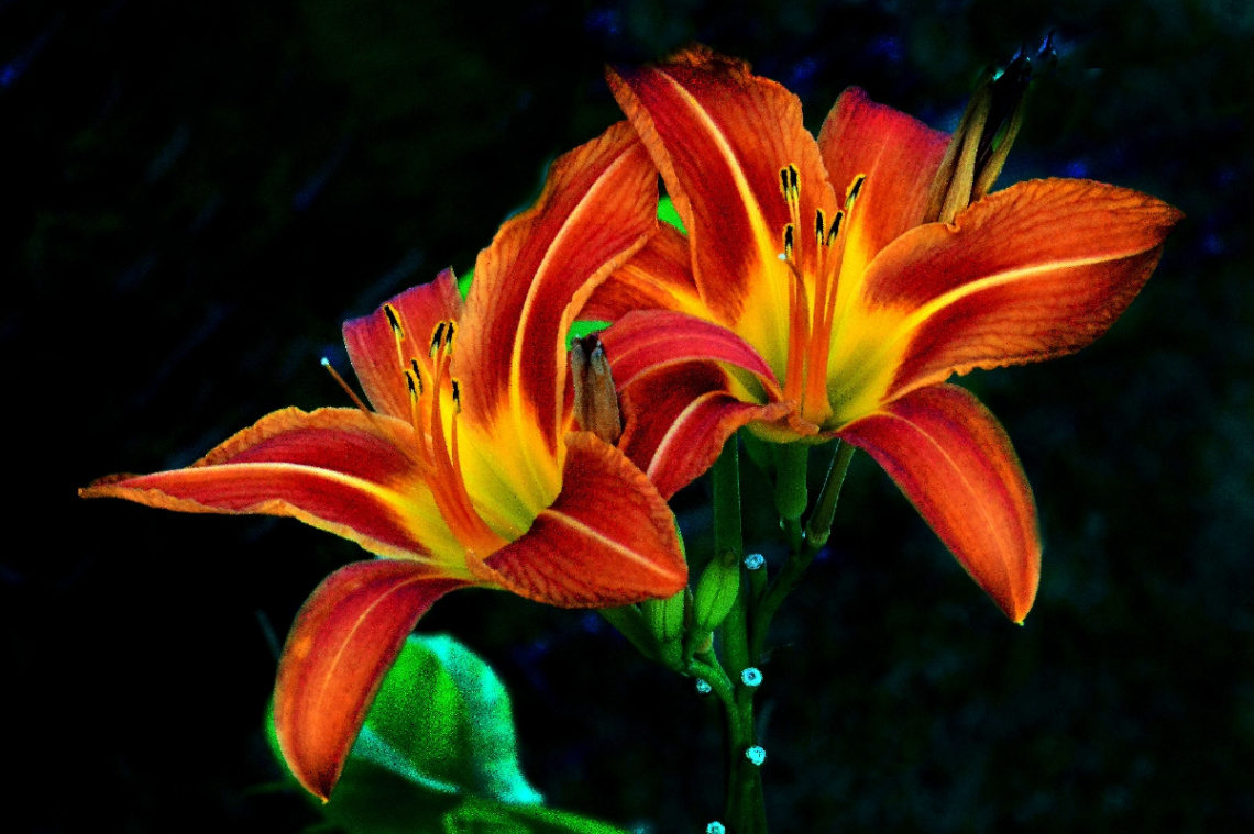 BLÜTEN