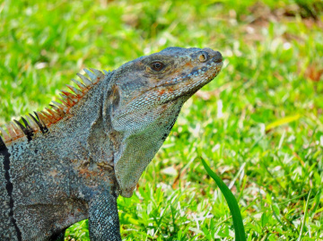 Iguana