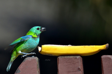 Saíra-sete-cores (Tangara seledon)