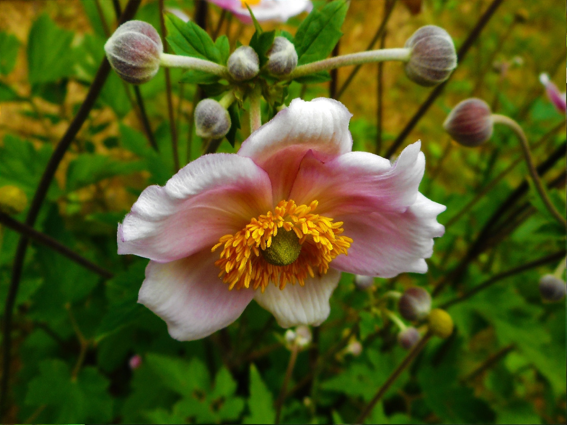 BLÜTE