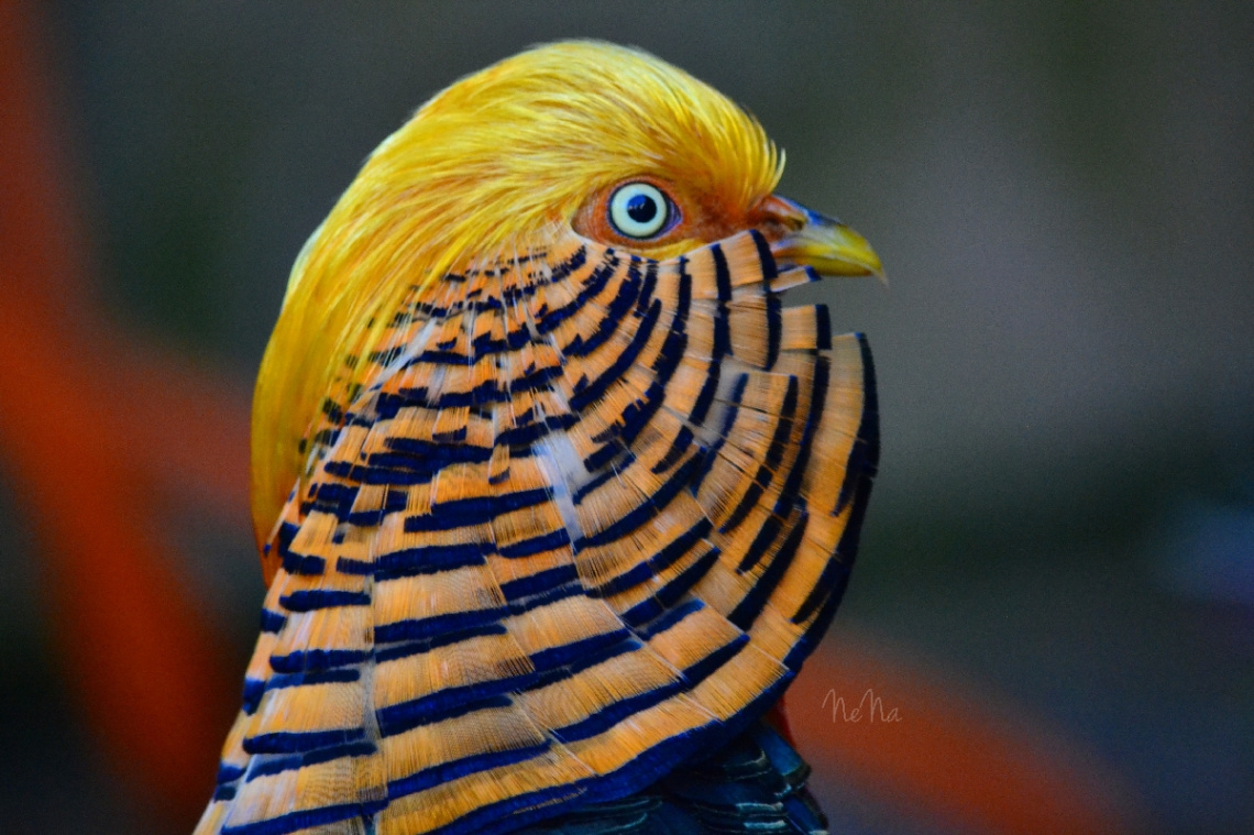 Chrysolophus pictus