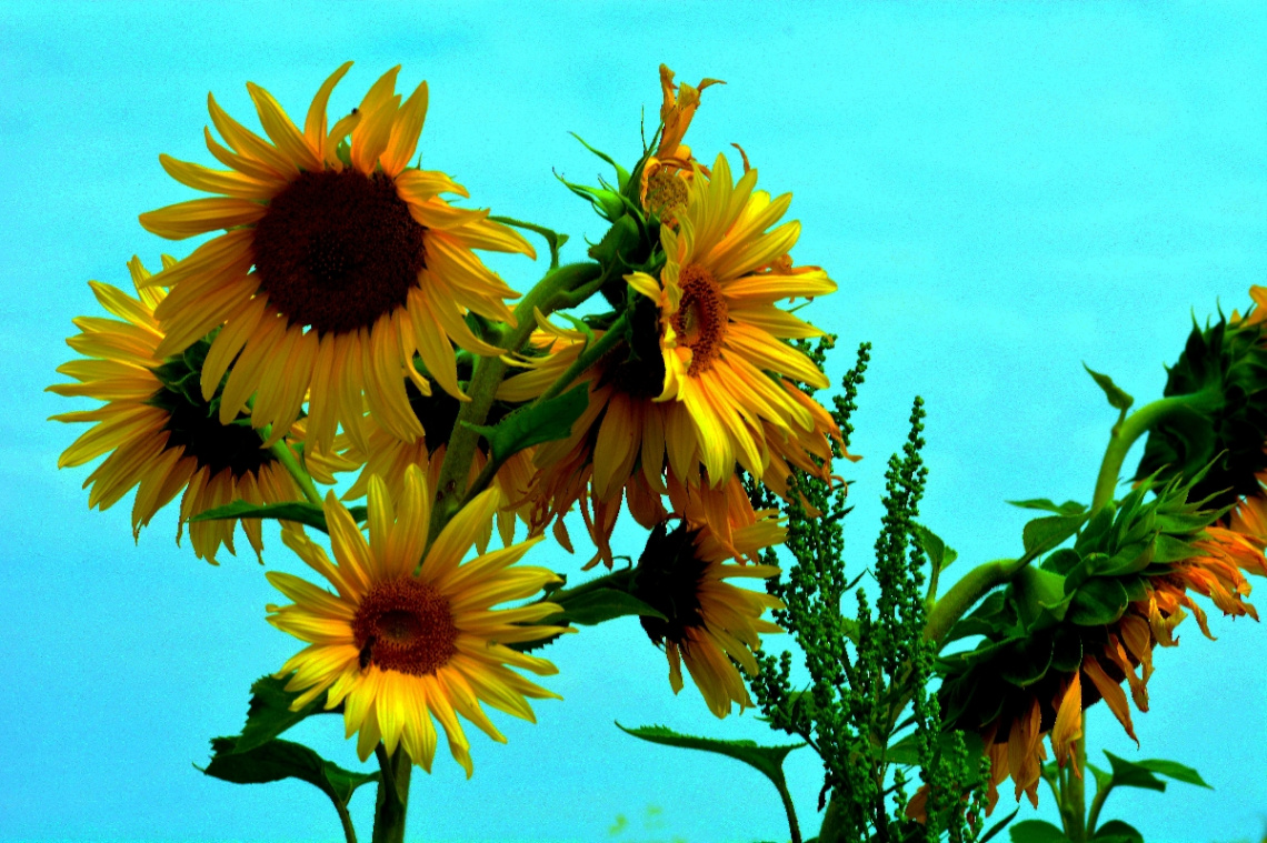 SONNENBLUMEN 