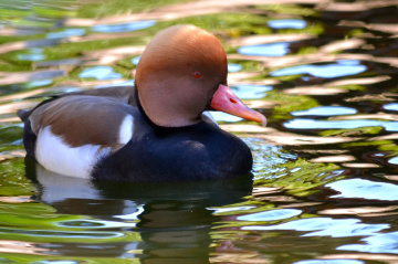 Pato Colorado - (Netta rufina)