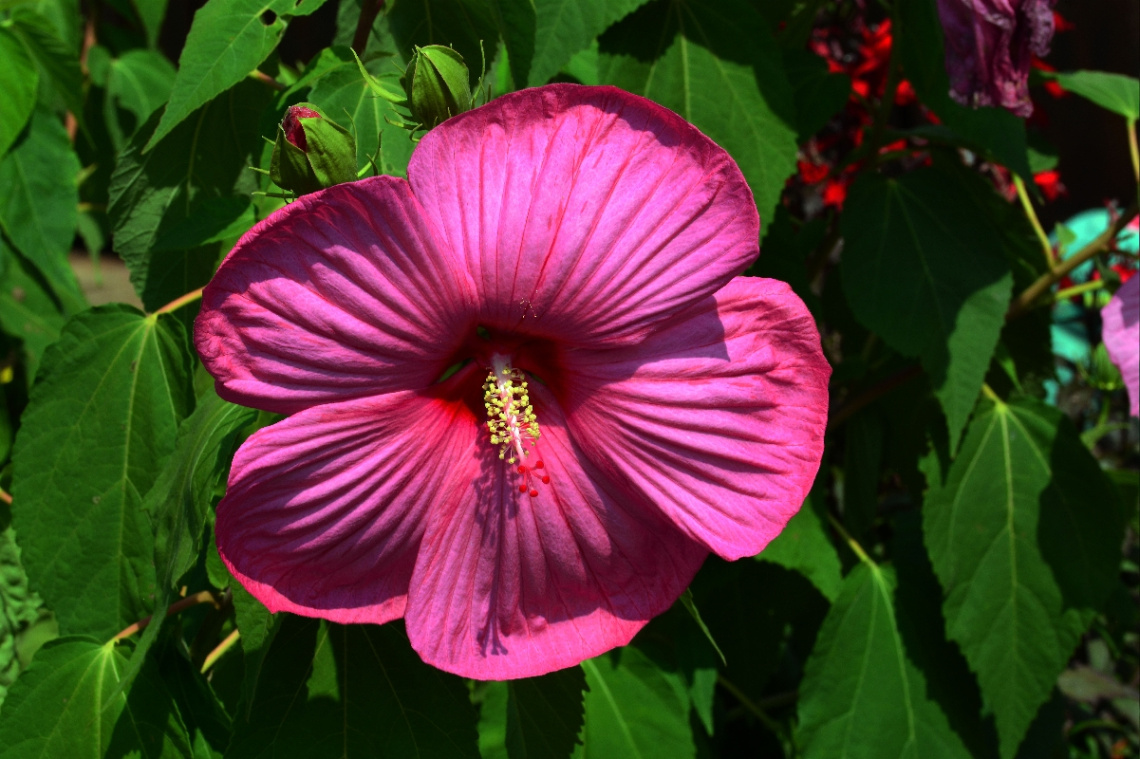 BLÜTE