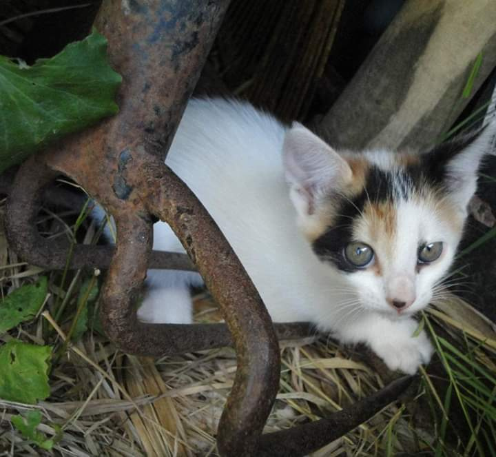 Miau