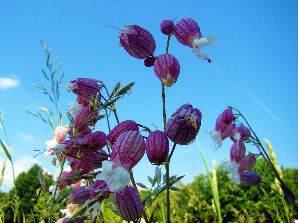 BLÜTEN