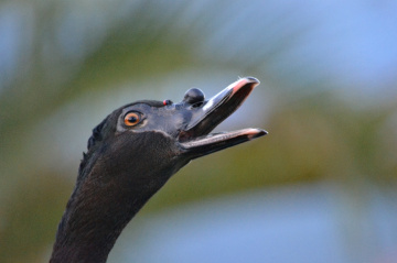 Wild duck