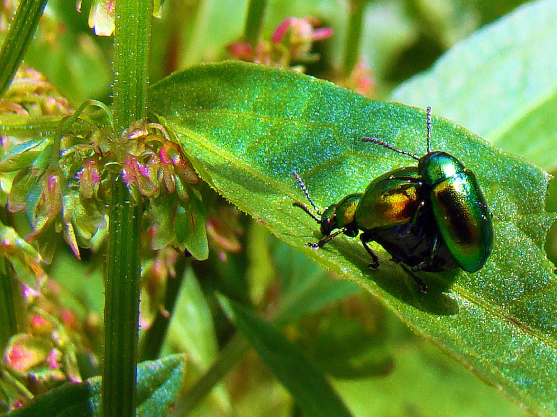 INSEKTEN