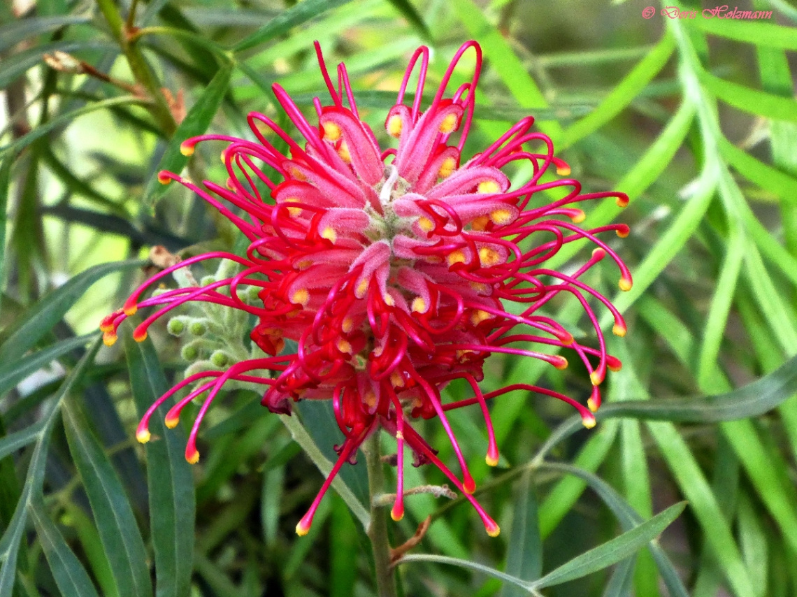 Blüte
