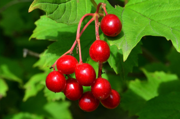 BEEREN