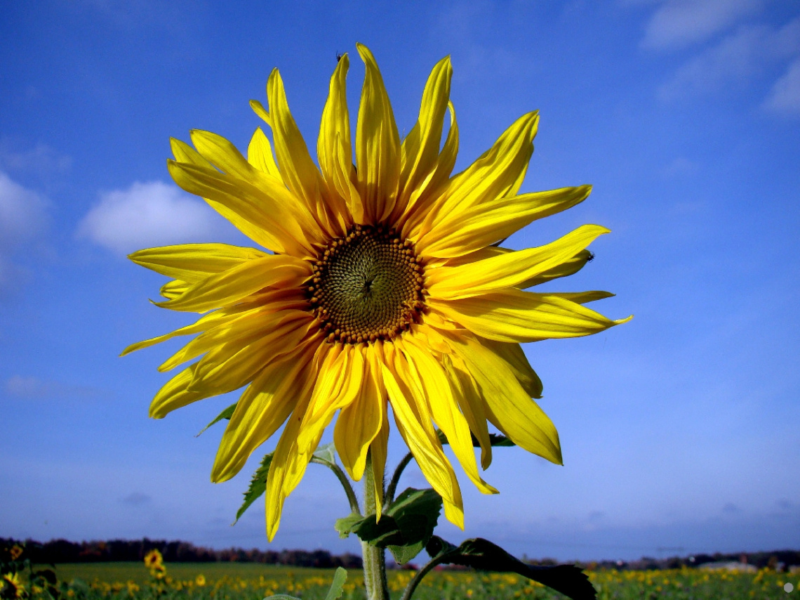 BLÜTE