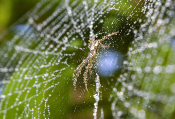 Spider