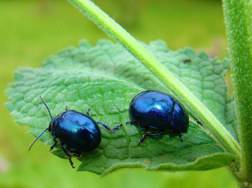 INSEKTEN