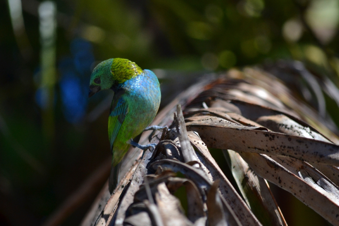 Green-headed Tanager