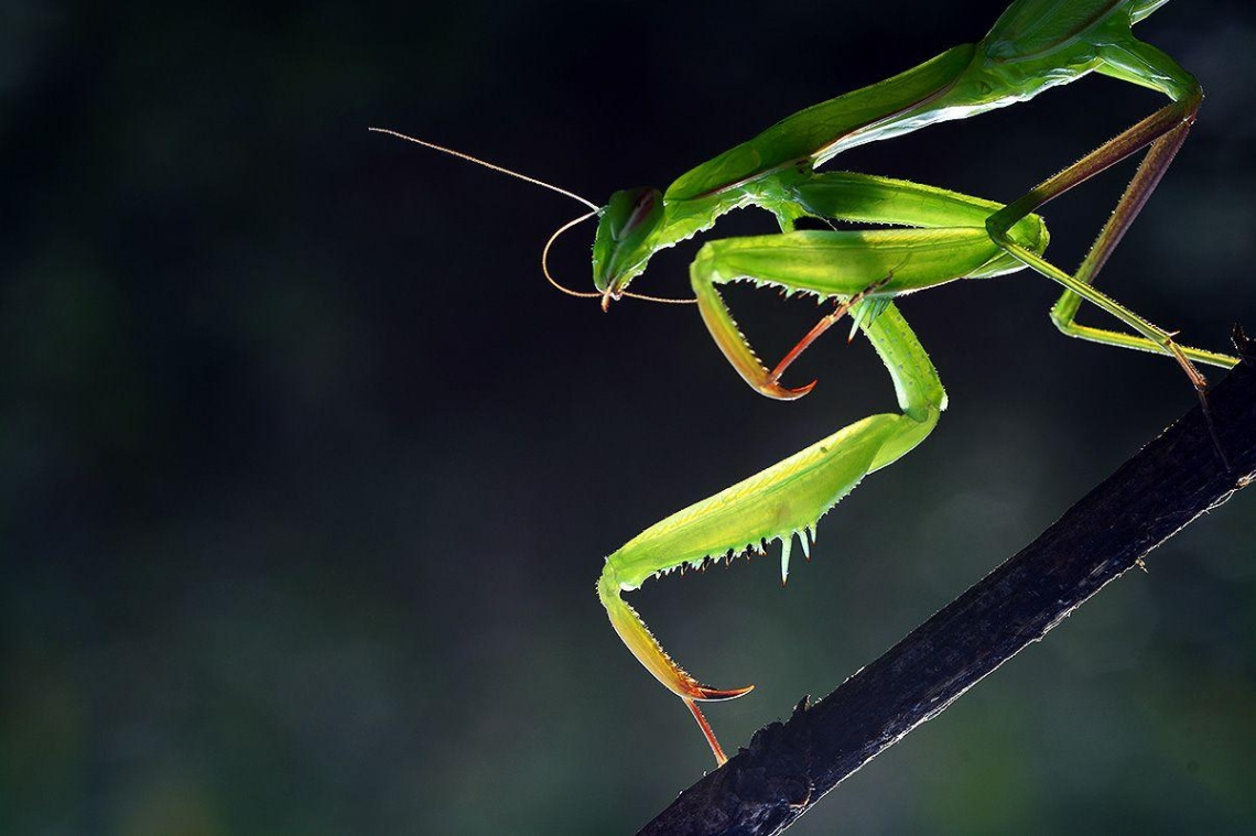 mantid