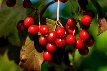 BEEREN