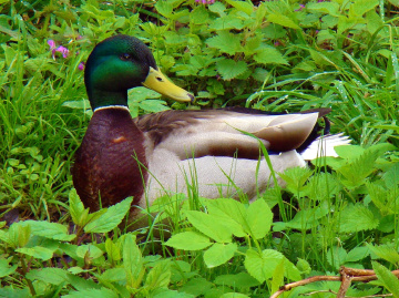 ENTE