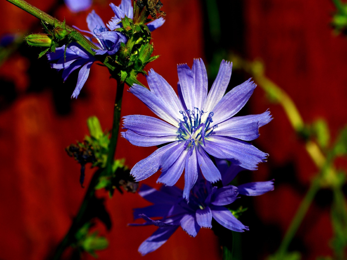 BLÜTE