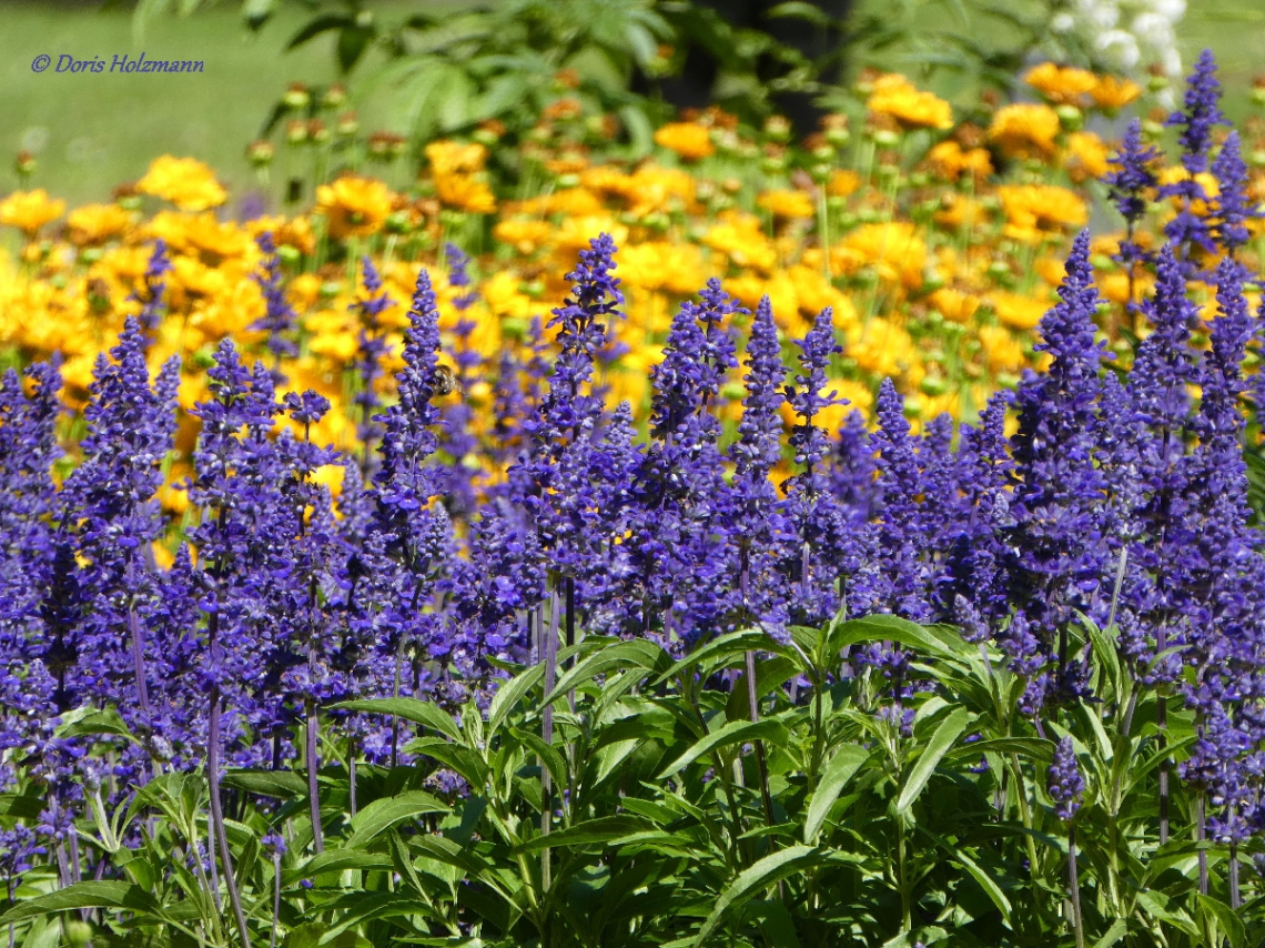 Blumenbeet