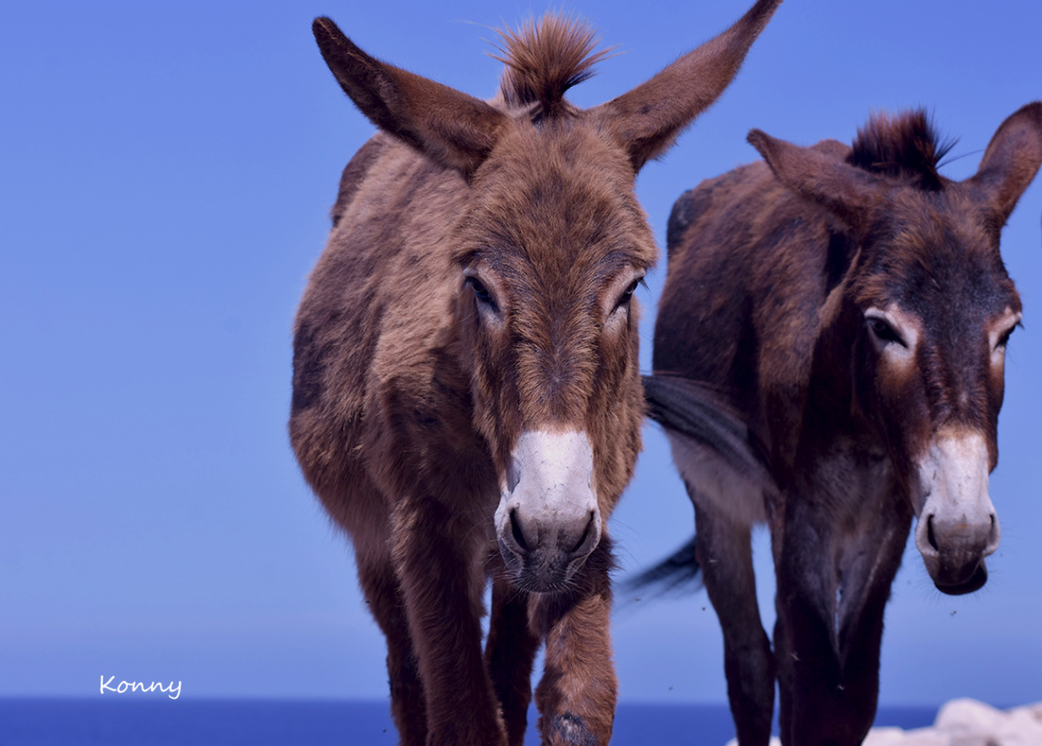 Cyprus Wild Donkeys..