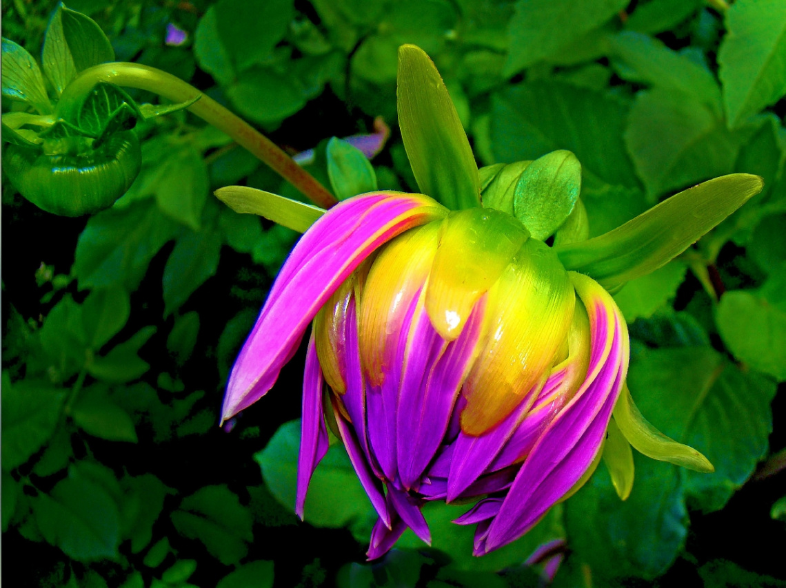 BLÜTE