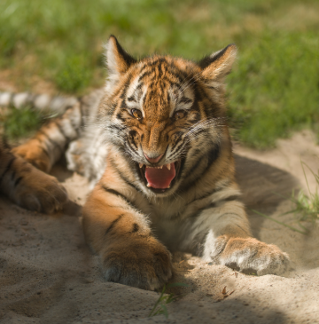 Little Sibirian Tiger