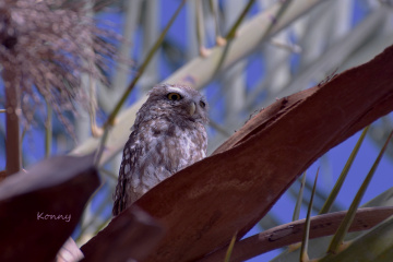 Owl in my garden ... 