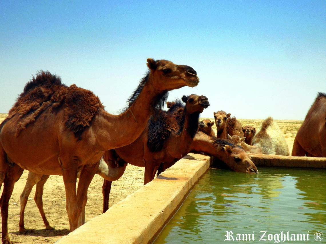 Camel the ship of Desert