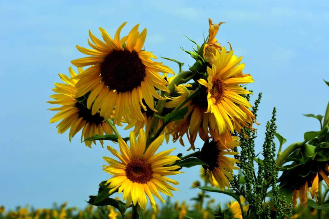 BLÜTEN