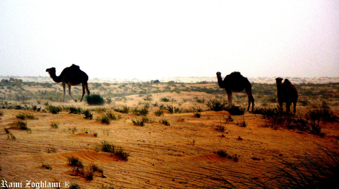 Camels , Desert Ship