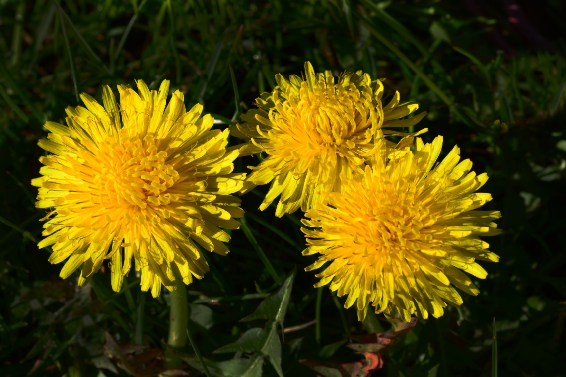 BLÜTEN