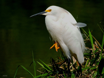 Snowy Egret