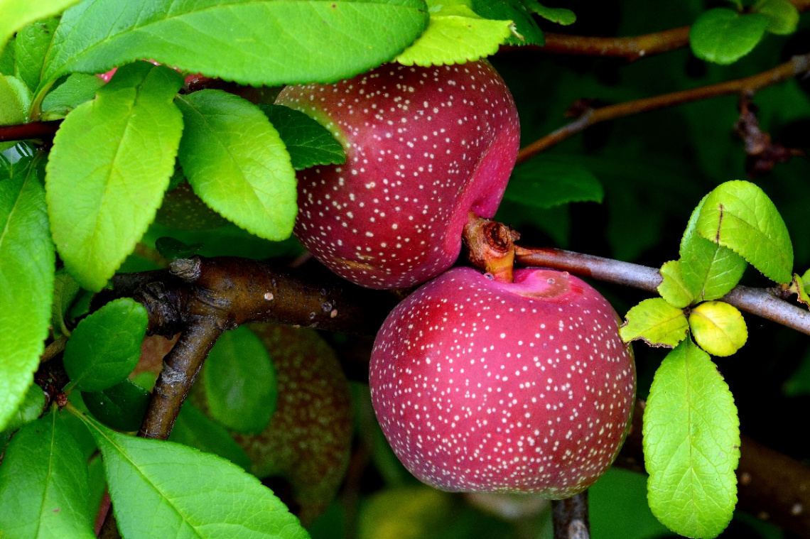 ÄPFEL