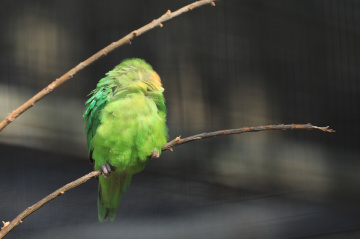 A Green One ...