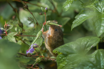 Eurasian Harvest Mouse