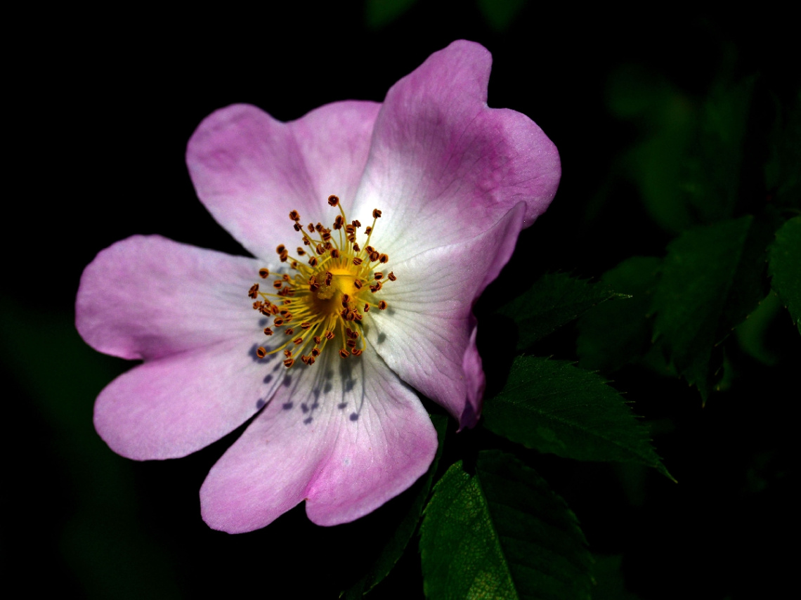 BLÜTE