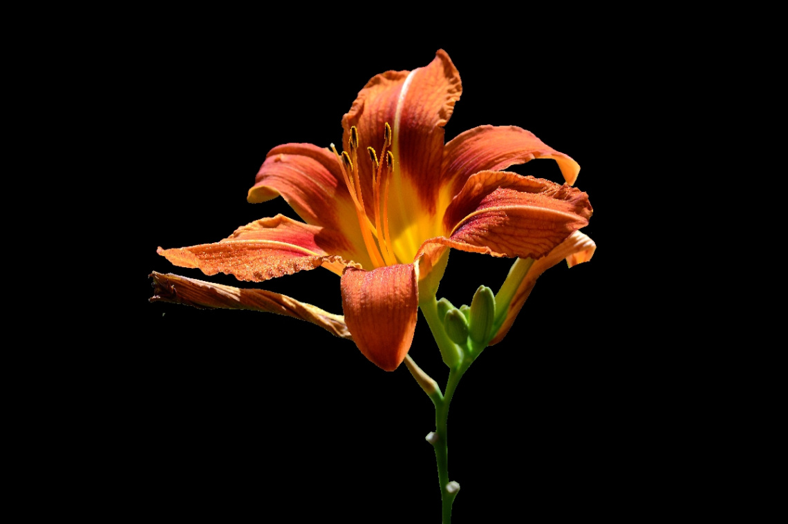 BLÜTE