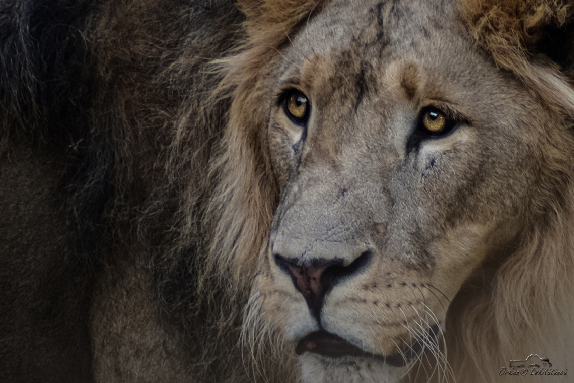 king