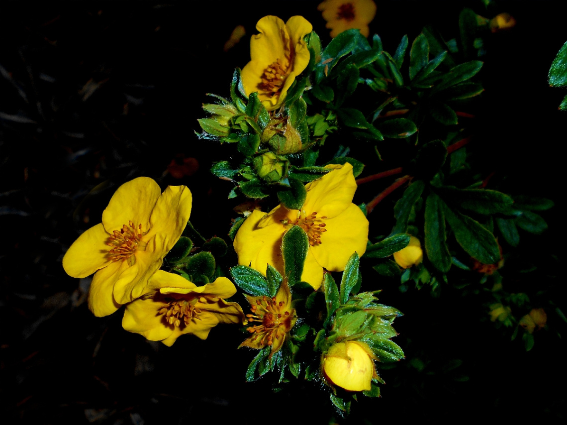 BLÜTEN