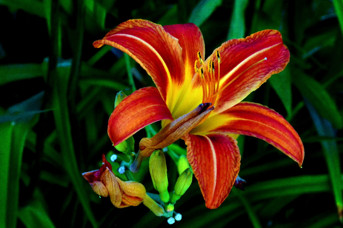 BLÜTE