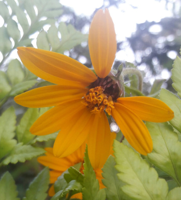 Flor amarela