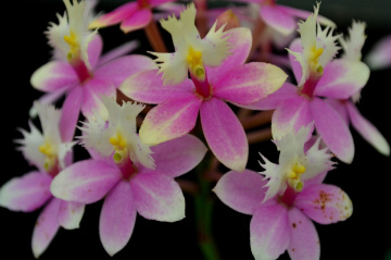 Mini Orchids